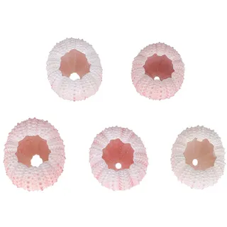 Garneck 5 stücke natürliche seeigel Muscheln Muscheln Tillandsia Container DIY handgemachte Luft Pflanzen pflanztöpfe (rosa)