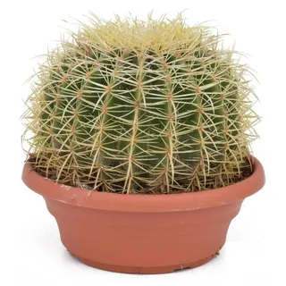 Echinocactus Grusonii superss 25-30 cm Ø - Schwiegermutterstuhl