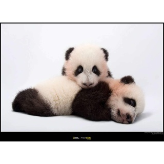 Komar National Geographic Wandbild | Giant Panda | Größe: 70 x 50 cm | ohne Rahmen | Poster, Fotographie, Tier, bedrohte Tierart, Tierbild, Kundstdruck, Porträt | WB-NG-033-70x50