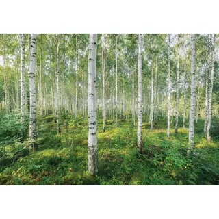 KOMAR Fototapete "Sunny Day 368 x 254 cm
