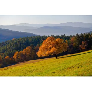 Papermoon Fototapete »Wald Landschaft«, bunt