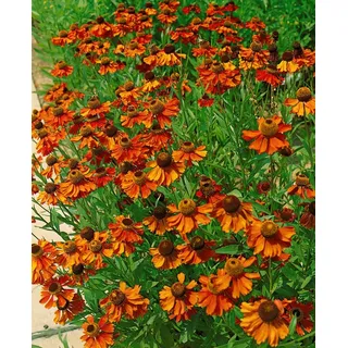 Helenium x cult.'Kanaria', Sonnenbraut, gelb, ca. 11x11 cm Topf - Gelb