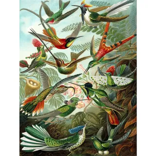 Wee Blue Coo Bumblebeaver Nature Art Biology Bird Humming ERNST Haeckel Germany Vintage Poster Print 12x16 inch 30x40cm Natur Biologie Vogel Deutsche Jahrgang