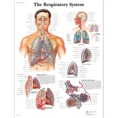 3B Scientific VR1322L Menschliche Anatomie „The Respiratory System“, Poster zum Atmungssystem (englische Version), laminiert