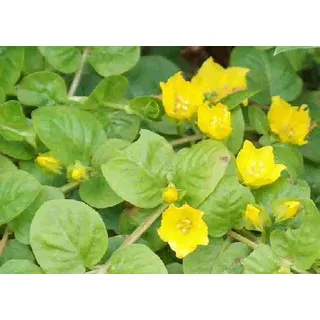 1 Bund gelbes Pfennigkraut, Lysimachia nummularia