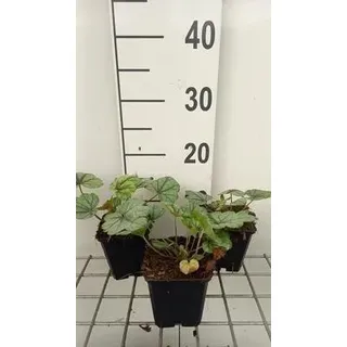 6 x  Heucherella hybr. 'Pink Fizz' - Bastardschaumblüte - Topf 9 x 9 cm