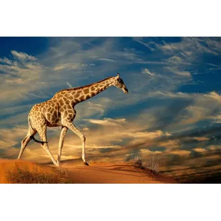 Papermoon Fototapete GIRAFFE-TIERE AFRIKA SAVANNE STEPPE DÜNE HIMMEL WOLKEN bunt 5,00 m x 2,80 m