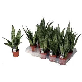 Sansevieria Black Coral 40 cm + Keramiktopf Basic weiß Bogenhanf bessere Raumluft Zimmerpflanze
