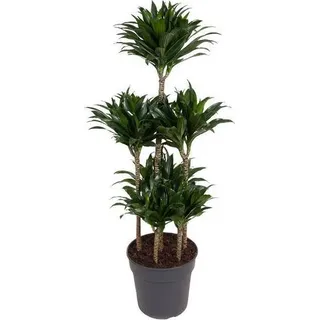 Drachenbaum – Dracaena Compacta Karussell 130cm – Ø31cm – Zimmerpflanze mit dunkelgrünen glänzenden Blättern – Robuste pflegeleichte Grünpflanze für Wohnzimmer, Büro & Wintergarten - dunkelgrün