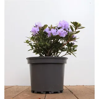 Rhododendron russatum 'Purple Pillow', lila Blüten, 10–15 cm