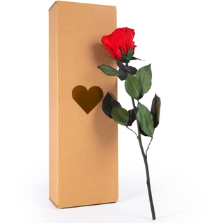 ROSEMARIE SCHULZ Heidelberg Ewige Rose Rot mit Stiel - 30-35cm lang echte Blume haltbar 3 Jahre in Box - konservierte Rose Freundin Geschenk zum Geburtstag und Valentinstag (Rot)