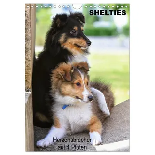 SHELTIES Herzensbrecher auf 4 Pfoten (Wandkalender 2026 DIN A4 hoch), CALVENDO Monatskalender: Mit ihrem fröhlichen Wesen erobert die kleine ... eines Hundefreundes im Nu. (CALVENDO Tiere)