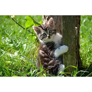 Wallario Outdoor-Poster für Garten oder Balkon, Motiv Süßes Kätzchen an einem Baum, in ca. 61 x 91,50 cm - Grün