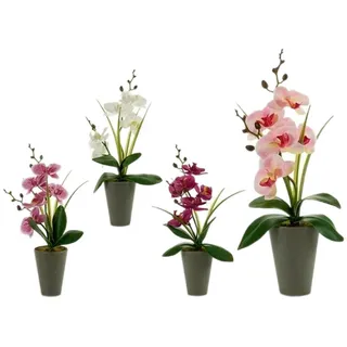 Ibergarden Dekorative Pflanze, Mehrfarbig, Standard