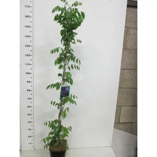 Blauregen Blue Moon Wisteria macrostachya winterhart Duft Kletterpflanze 140-180
