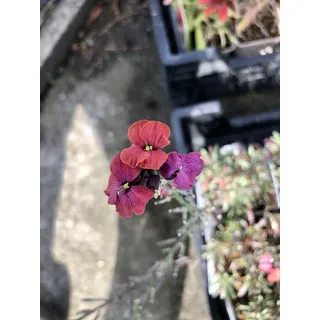 6 x Erysimum hybr. 'Constant cheer' – Goldlack - Topf 9x9 cm