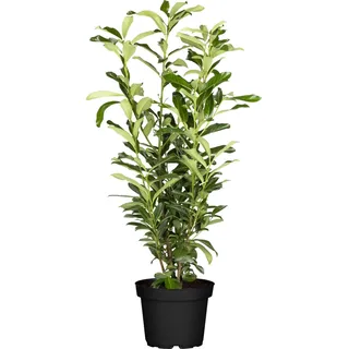 Kirschlorbeer Genolia Set à 50 Stück Höhe ca. 80 - 100 cm Topf ca. 5 l Prunus