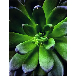 KOMAR Wandbild Succulent Single 40 x 50 cm