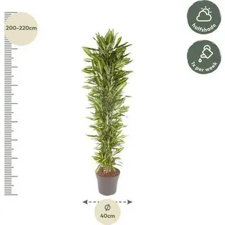 Drachenbaum Zimmerpflanze Ø40cm Ø210cm - pflegeleichte Grünpflanze für - dunkelgrün, Grün