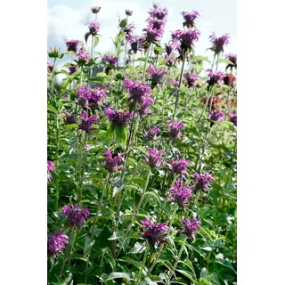 Monarda fistulosa 'Blaustrumpf', Indianernessel, violett, ca. 11x11 cm Topf