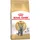 British Shorthair 10 kg