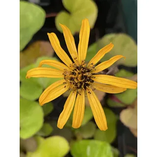 6 x Ligularia dent. 'Othello' - Brauner Gilbweiderich - Topf 9 x 9 cm