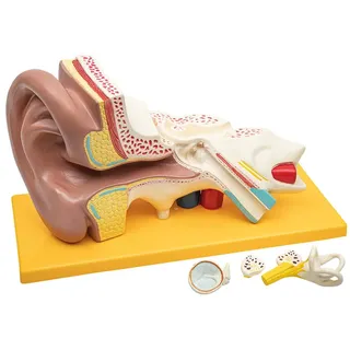 Elementary Anatomy Ohrmodell – Menschliches Ohr 3-fach Vergrößert, 4-teilig | Außen-, Mittel- & Innenohr | Abnehmbare Gehörknöchelchen, Labyrinth & Cochlea | Handbemalt