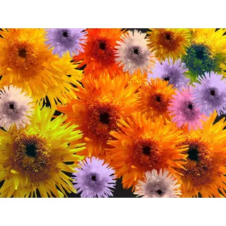 Papermoon »BLUMEN-COLLAGE-BUNT STRAUßPFLANZEN ORCHIDEEN FANTASIE«, bunt,