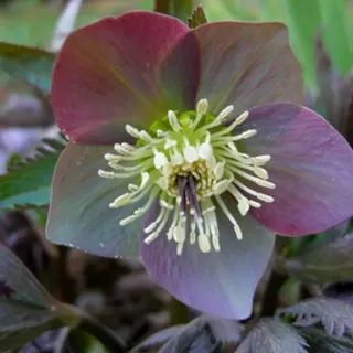 6 x Osteuropäische Lenzrose - Helleborus purpurascens - Topf 9cm x 9cm