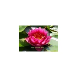 1 SEEROSE der Sorte James Brydon, rote Blüte