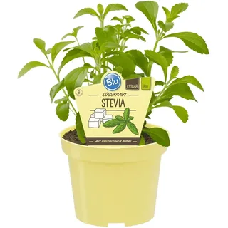Blu Bio-Süßkraut Stevia Topf-Ø ca. 12 cm Stevia