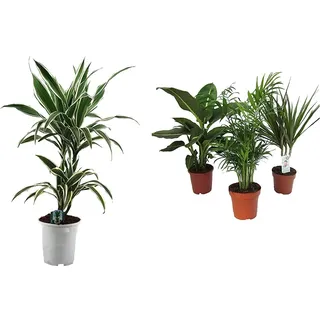 Dominik Blumen und Pflanzen, Blumen Drachenbaum Warneckii, 1 Pflanze, mehrfarbig &, Zimmerpflanzen Set aus 1x Diefenbachie, 1x Zimmerpalme und 1x Drachenbaum (Dracaena marginata), 10-12 cm Topf