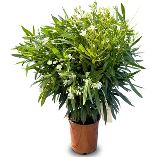 Sunny Tree - Pflanze - Oleander - Nerium Oleander - Farbe Weiß - Höhe 100-120 cm - Pflanze für draußen - Immergrün im Winter - Mediterrane Pflanze