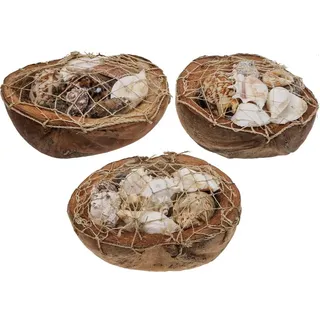 Maritime Deko Kokosnussschalen Muscheln Natürliche Schneckenhäuser Tischdeko Hängedeko Set 3 Stück 18-19cm