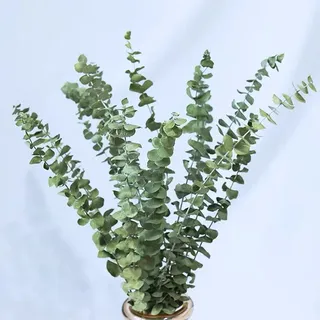 10 Stück Eukalyptus Getrocknet Pflanze,45cm Natürlich Trockenblumen Blumenstrauss Eukalyptus Zweig Echt Eukalyptus Blätter Deko für Hochzeits,Frühlings,Wohnzimmer,Schlafzimmer,Badezimmer...