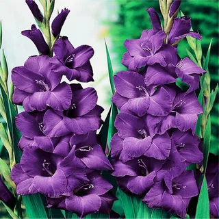 Gladiole Gladiolus Schwertblume Sommerblühende Siegwurze Violett 100 St. - Violett