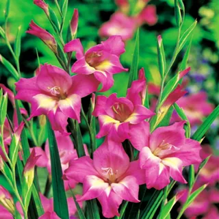 Gladiole Gladiolus Gladiolen Zwiebeln Gladiole Siegwurze Nanus Charm 5 St.