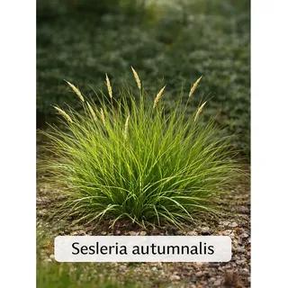 Herbst-Kopfgras Set à 12 Stück Höhe ca. 20 - 30 cm Topf ca. 9 cm Sesleria aut.