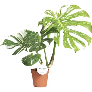 Monstera Thai Constellation 50-60 cm weiß gefleckte Monstera Fensterblatt