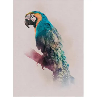 KOMAR "Animals Parrot", 30 x 40 cm