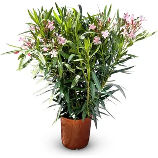 Sunny Tree - Pflanze - Oleander - Nerium Oleander - Farbe Rosa - Höhe 100-120 cm - Pflanze für draußen - Immergrün im Winter - Mediterrane Pflanze