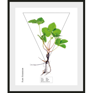 Bild QUEENCE "Clover", grün (farbe rahmen: schwarz, farbe bild(er): grün), B:40cm H:50cm, Acrylglas, Holz, Papier, Bilder, Bild, HD Premium Poster-Druck inkl. Holzrahmen