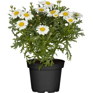 Strauchmargerite Weiß Topf-Ø ca. 11 cm Argyranthemum frutescens