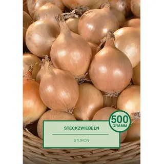 Steckzwiebel 500 Gramm Allium cepa Sturon