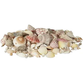Relaxdays Muschel Deko Set 1 kg Bunt