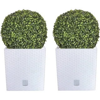 Doppel-Set Rato 32 Liter mit Pflanzkübel in Weiß 33 x 33 x 33 cm + Buchsbaumkugel Ø 36 cm
