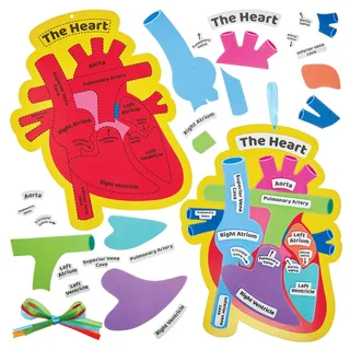 Baker Ross FN458 Menschliches Herz-Biologie-Sets – 4er-Pack, MINT, Wissenschaft, Gesundheits- und Lernhilfen für Kinder und Schulen