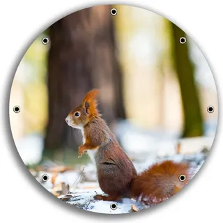 Wallario rundes Outdoor-Poster für Garten oder Balkon, Motiv Neugieriges Eichhörnchen im verschneiten Wald, 30 cm Durchmesser - Braun