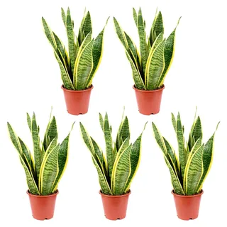 5x Bogenhanf, pflegeleichte Zimmerpflanze, Sansevieria trifasciata Laurentii - Höhe ca. 35 cm, Topf-Ø 12 cm