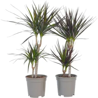 Drachenbaum - 4 Stk - Dracaena marginata - Höhe 70-80cm - 17cm - Grün